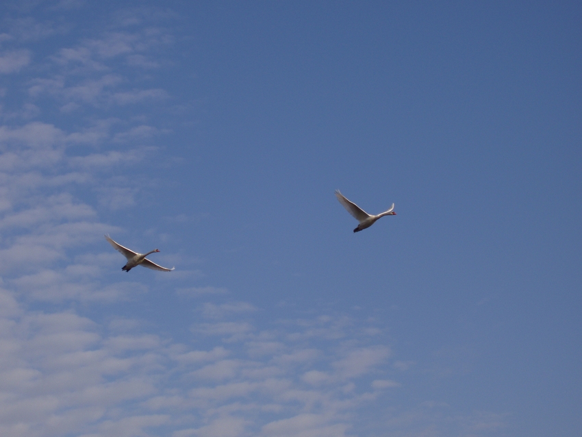 Schwäne über dem See